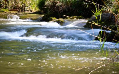 Im Fluss des Lebens schwimmen